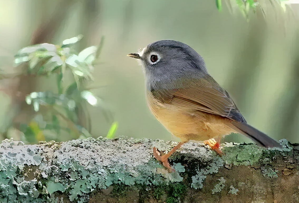 羽色最绚丽的鸟图片,鸟类雨后飞翔照片