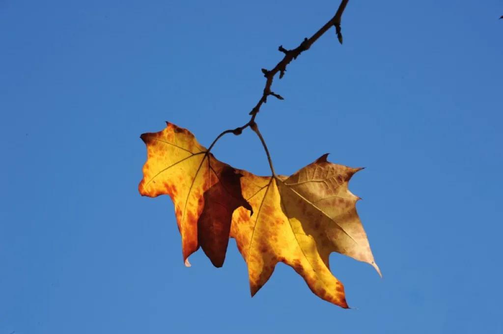 怀念秋天里的悬玲木