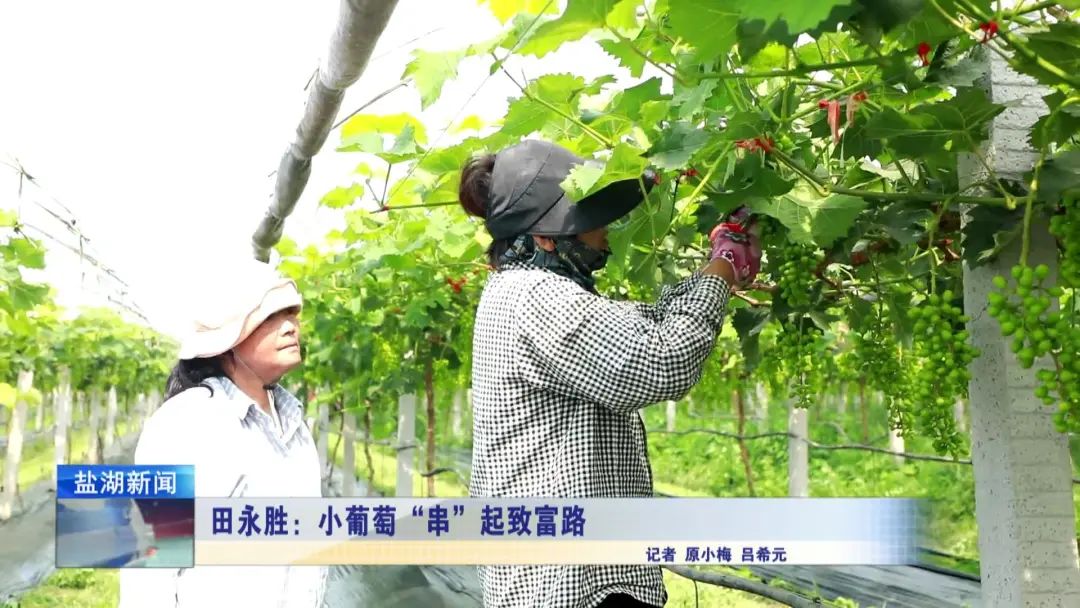田永胜:小葡萄“串”起致富路