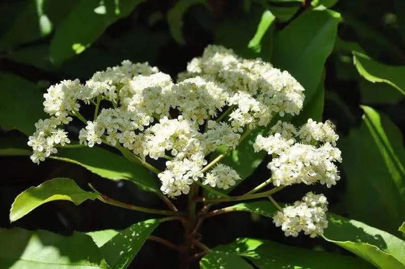 石楠花的优点与缺点,石楠花虽臭但也有着它的优点