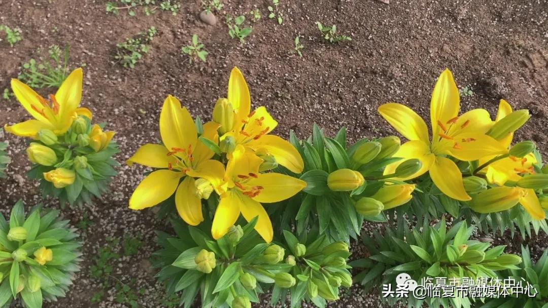 香水百合试种成功！临夏市折桥镇*庄大**村喜添“花样”产业