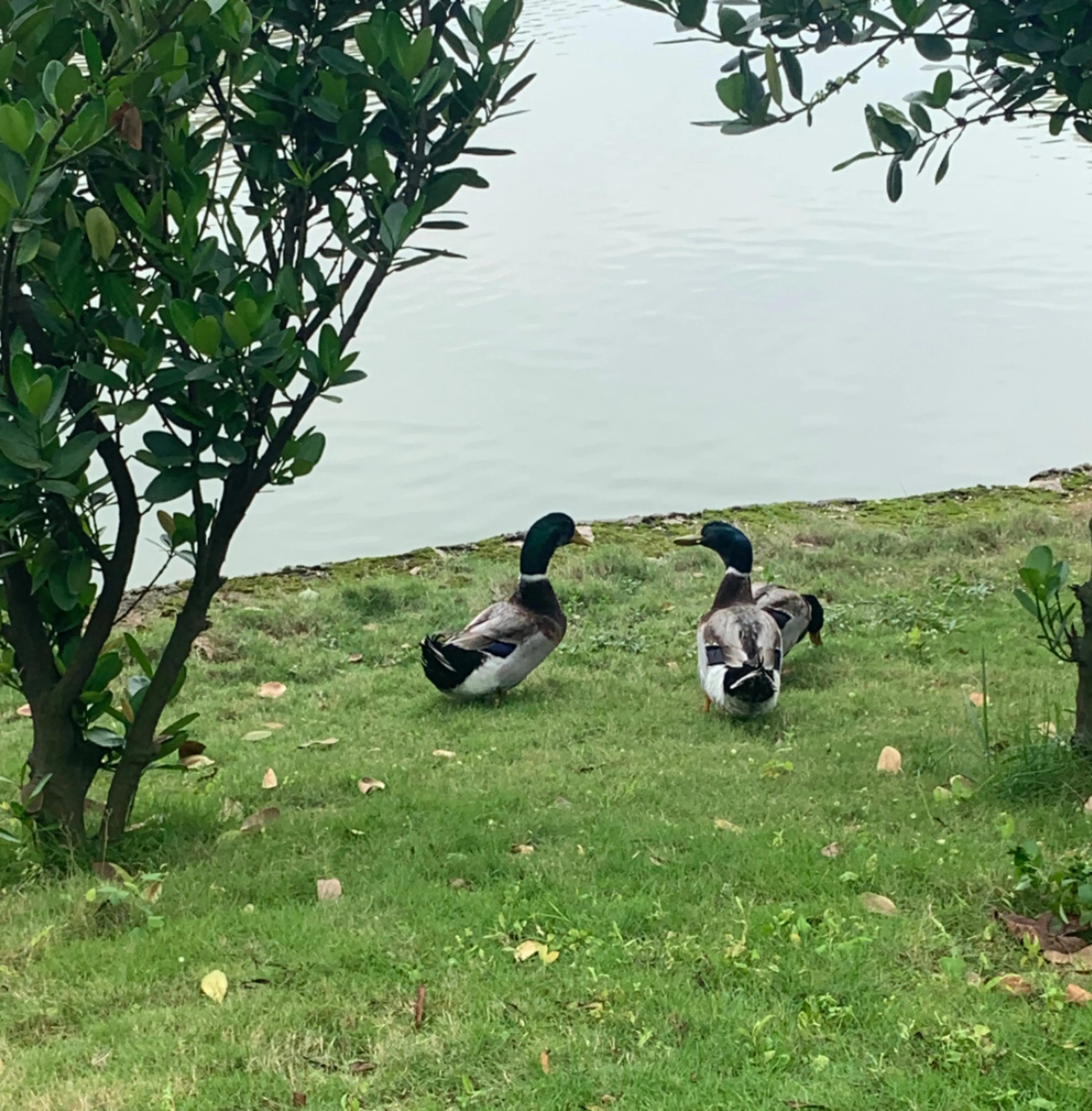 清远南华学校理发,南华工商职业学院清远校区