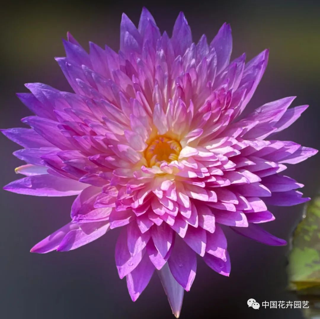 00后培育3个睡莲新品种获国际认证,睡莲热门品种