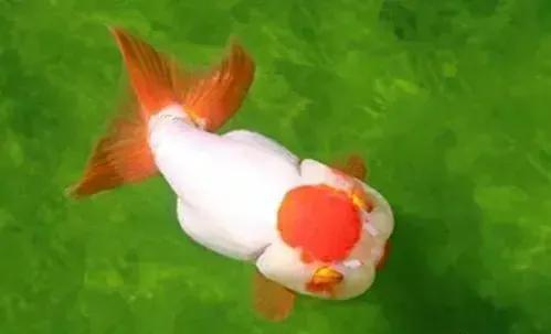 初养金鱼要注意哪些问题,初养金鱼应注意哪些问题