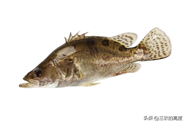 河鲜四大名鱼,最顶级的河鲜鱼