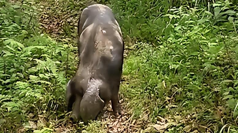 母猪生豹纹猪仔,母猪生下豹纹怪猪