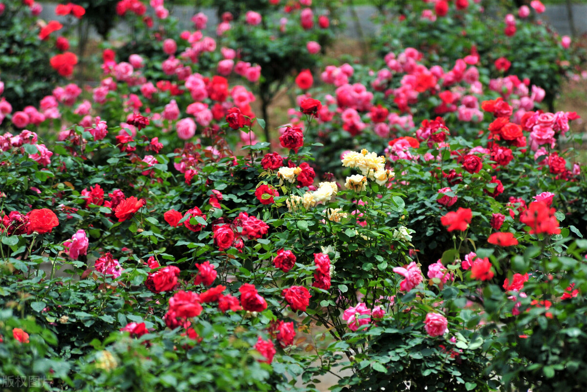 一朵花专为女人开放，调经活血，为专门治疗月经不调的良药