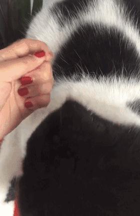 养猫的5大“好处”和5大“坏处”，看完，你还会养吗？