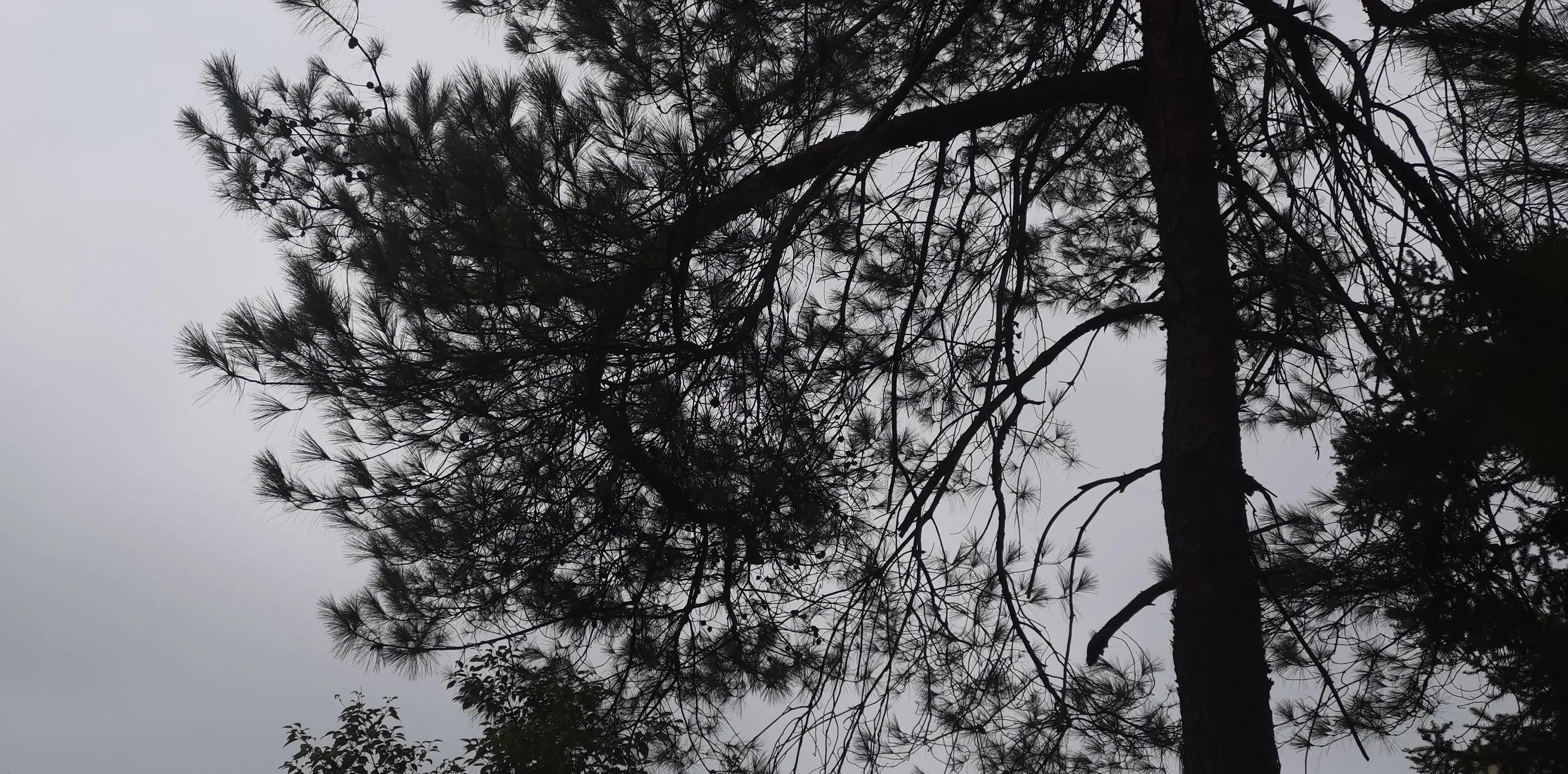 何当凌云霄直上数千尺是什么意思,怎样赏析何当凌云霄直上数千尺