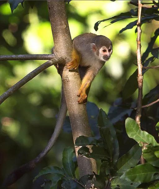 委内瑞拉纸币连号,委内瑞拉纸币演变