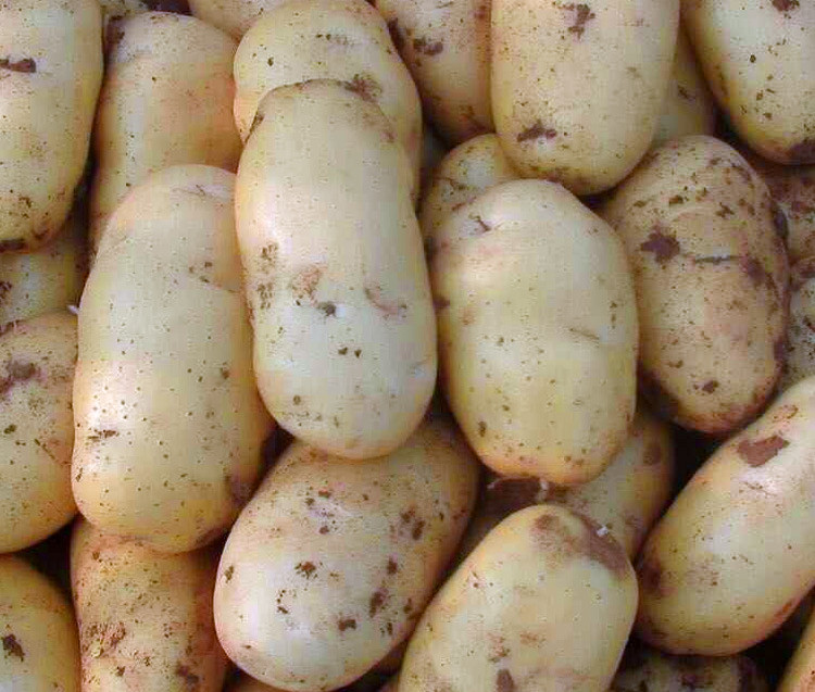 如何储存土豆放置时间长不发芽,刚切好的土豆怎么保存