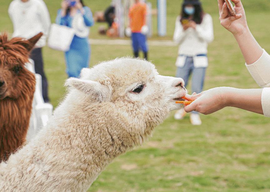 微度假|最美绿水青山线路！被深圳这片乡野田园治愈了