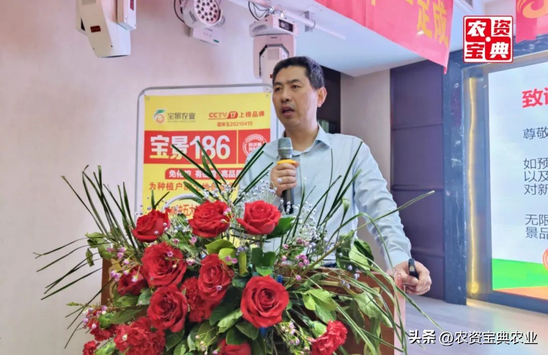 宝景玉米新品种,宝景666与宝景186比哪个更高产