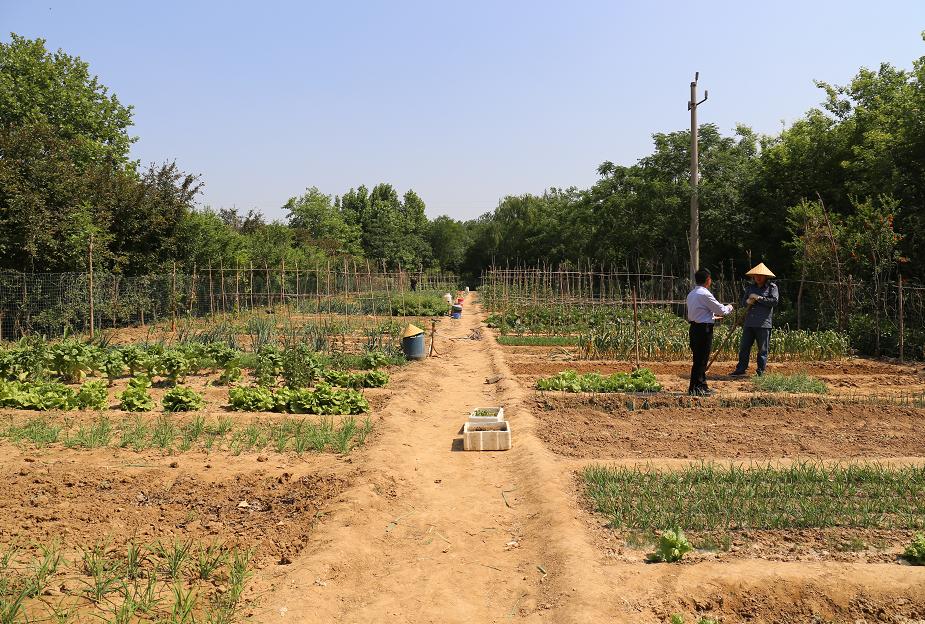 南京租地种菜农场,城市农夫屋顶蔬菜果园