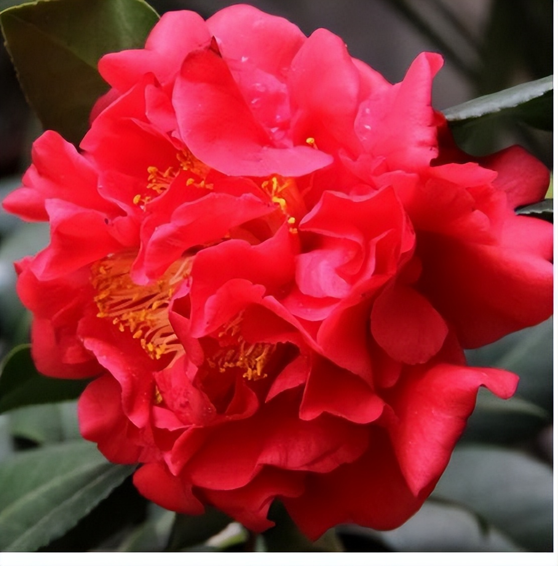 金弹子公母果有区别吗,金弹子分公母树