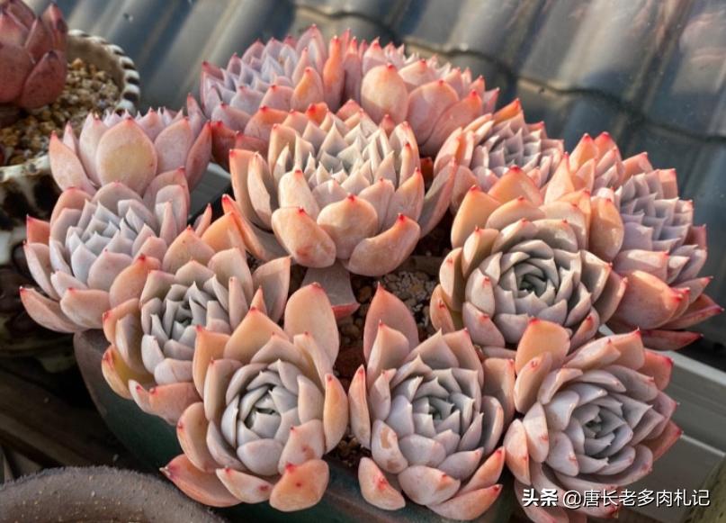 约瑟琳多肉怎么养,约瑟琳多肉皮实好养吗