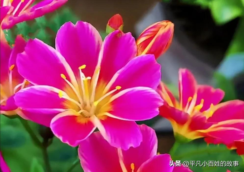 母亲跟丈母娘同一天过生日,母亲与丈母娘同一天过生日