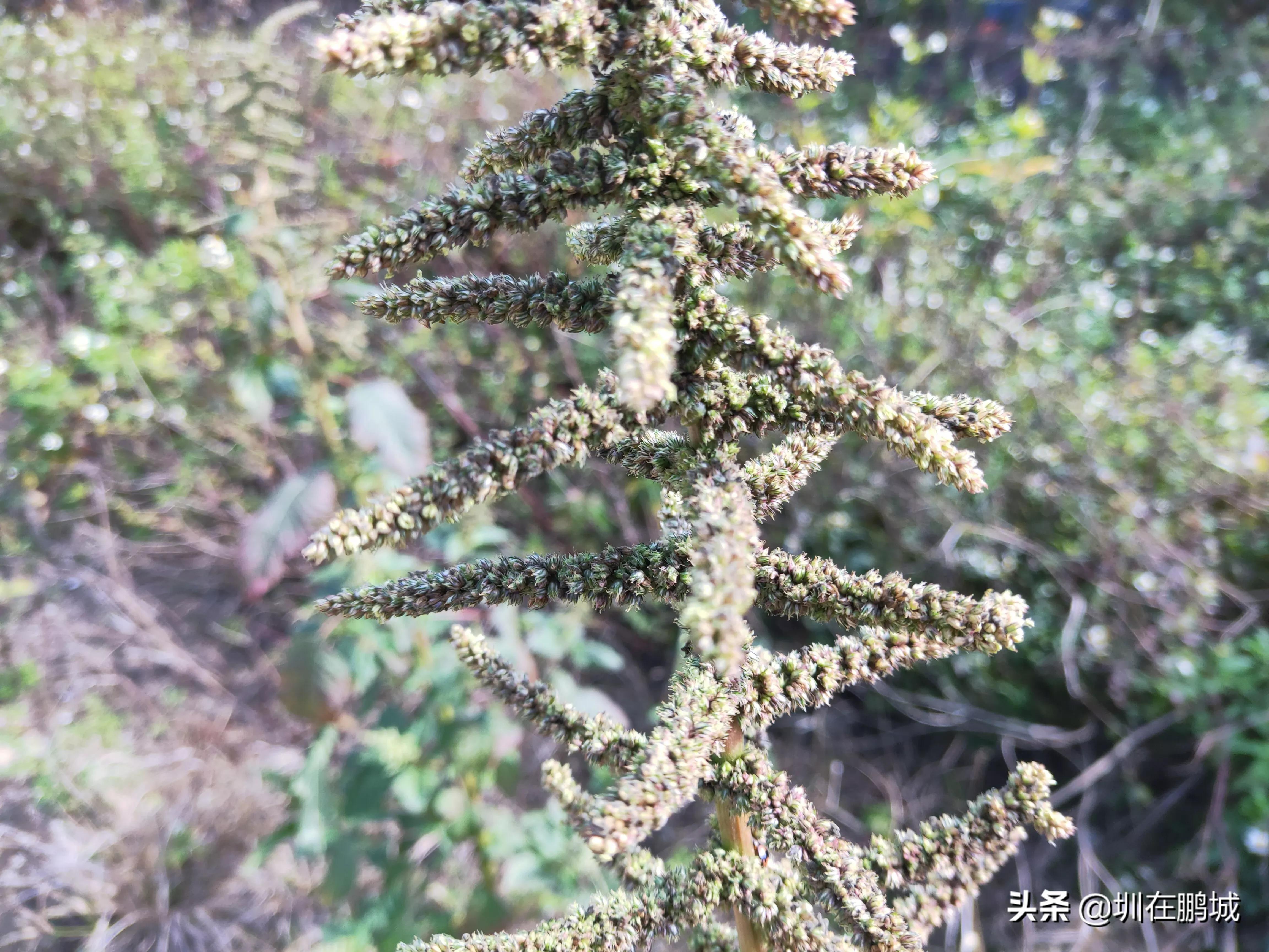 从马峦山穿越梅沙尖有多远,马峦山穿越坪山到大梅沙
