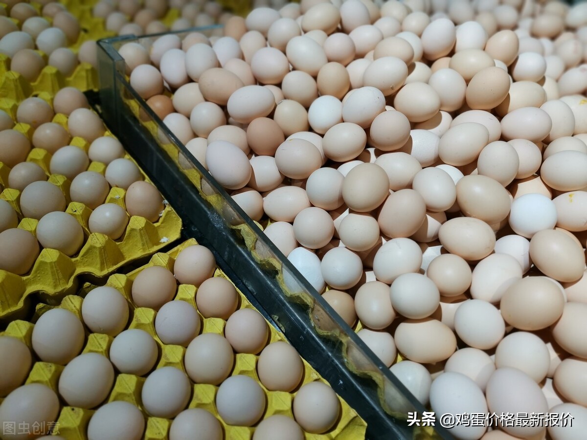 2023鸡蛋价格今日,2023年4月鸡蛋价格