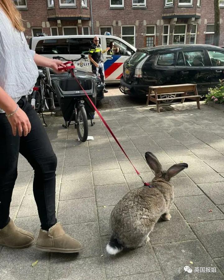 你知道世界上最大的兔子有多大吗,世界上最大的兔子吉尼斯纪录