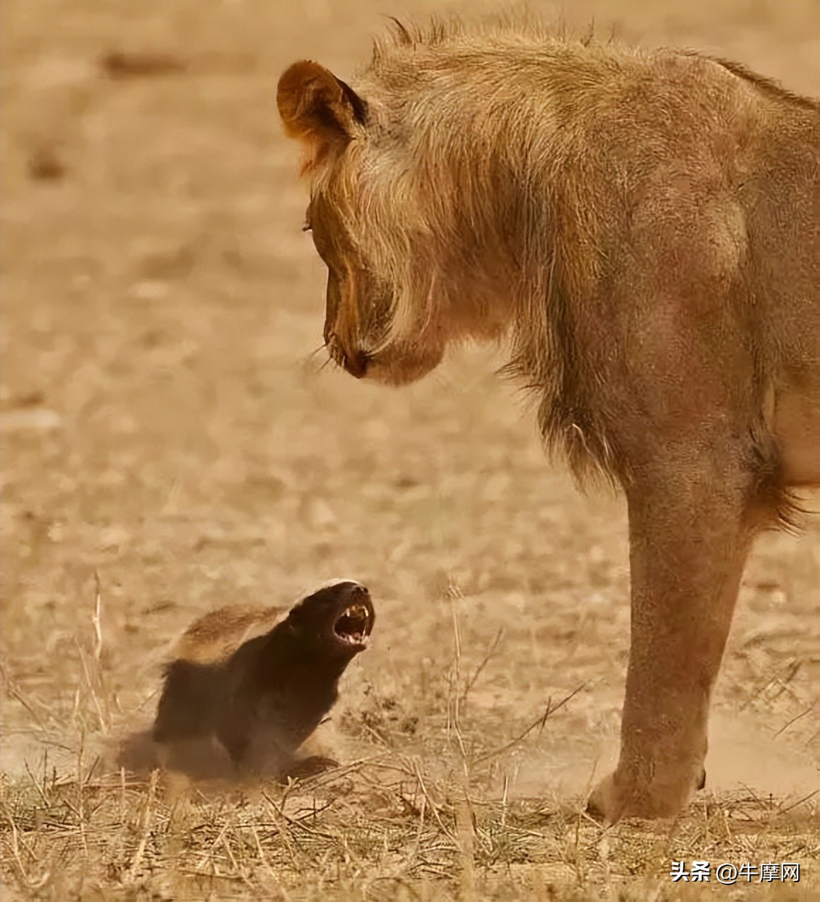 银钢蜜獾150回头率,银钢蜜獾150极速测试