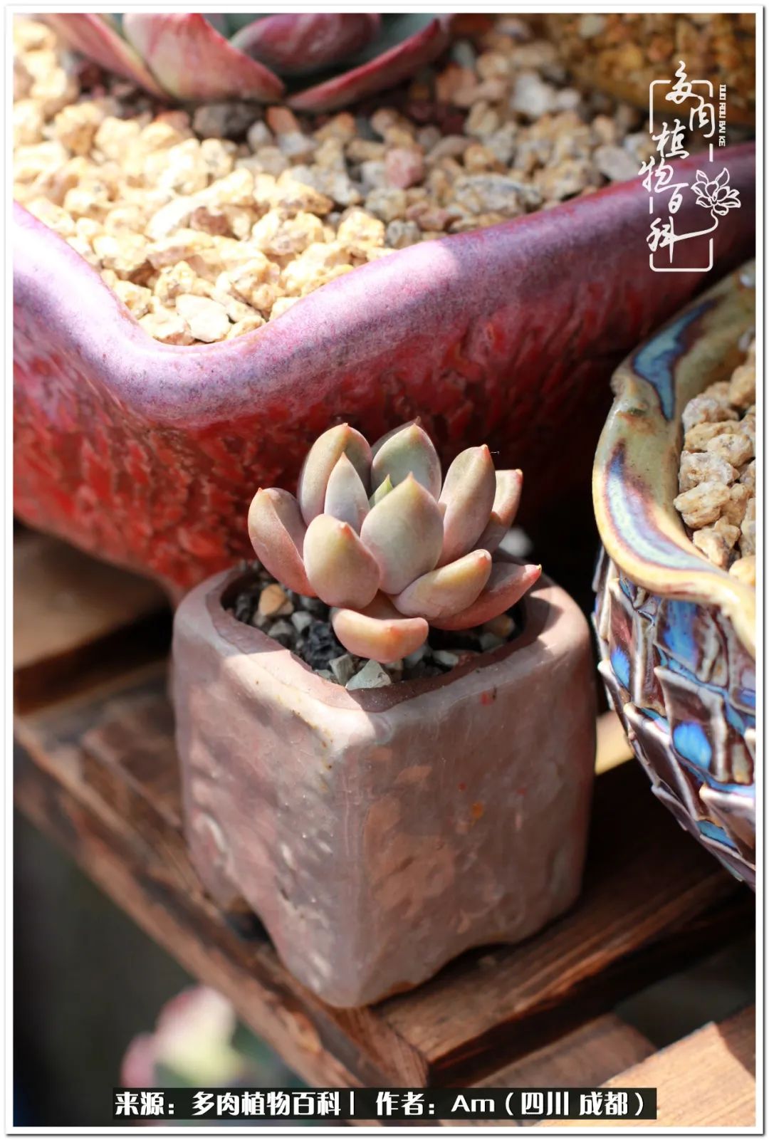 多肉小盆友生活多姿多彩,多肉小精灵福享不停