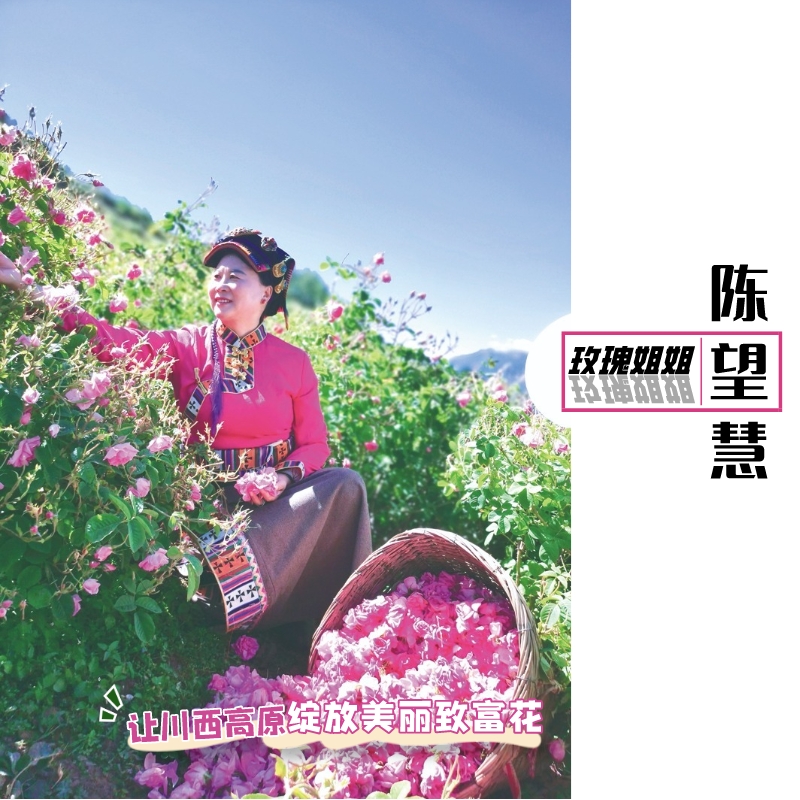 陈望慧高原玫瑰视频,陈望慧高原玫瑰央视报道