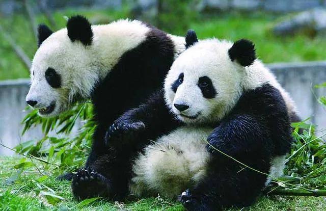 什么时候开始熊猫外交的,熊猫外交的发展历程