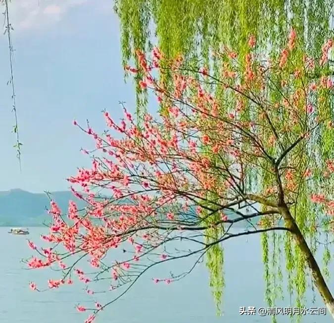 依依垂柳，妖妖春水