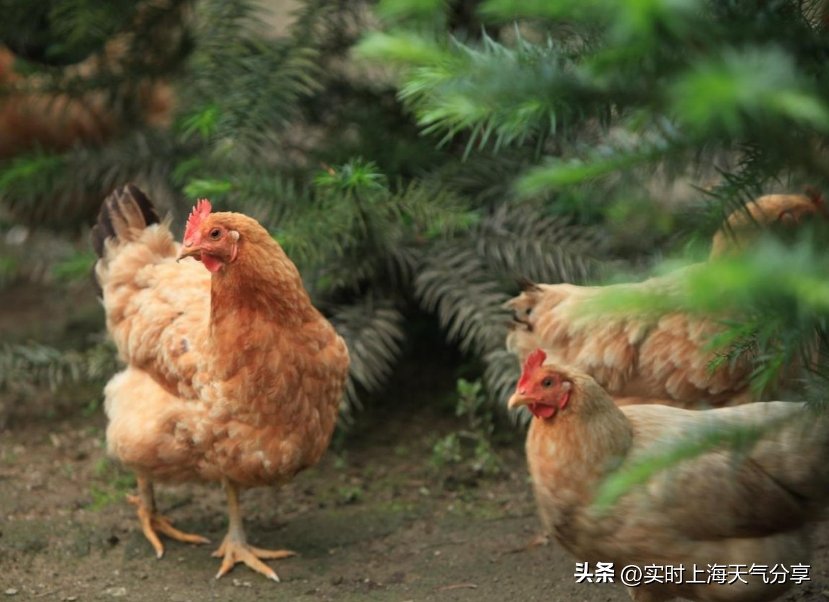 享誉世界的七种中国顶级食材,全世界最美味的十大顶级食材