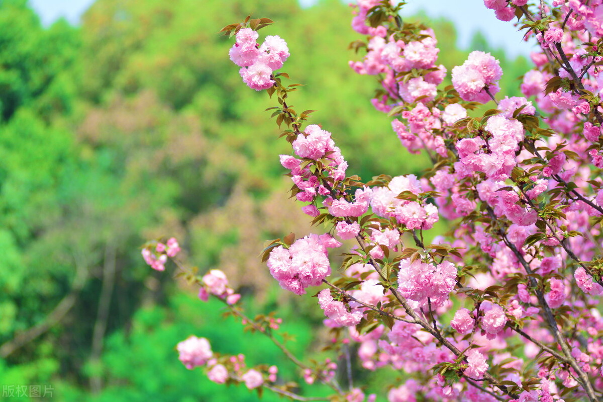 意境最美的古诗词春,50句绝美的春天诗