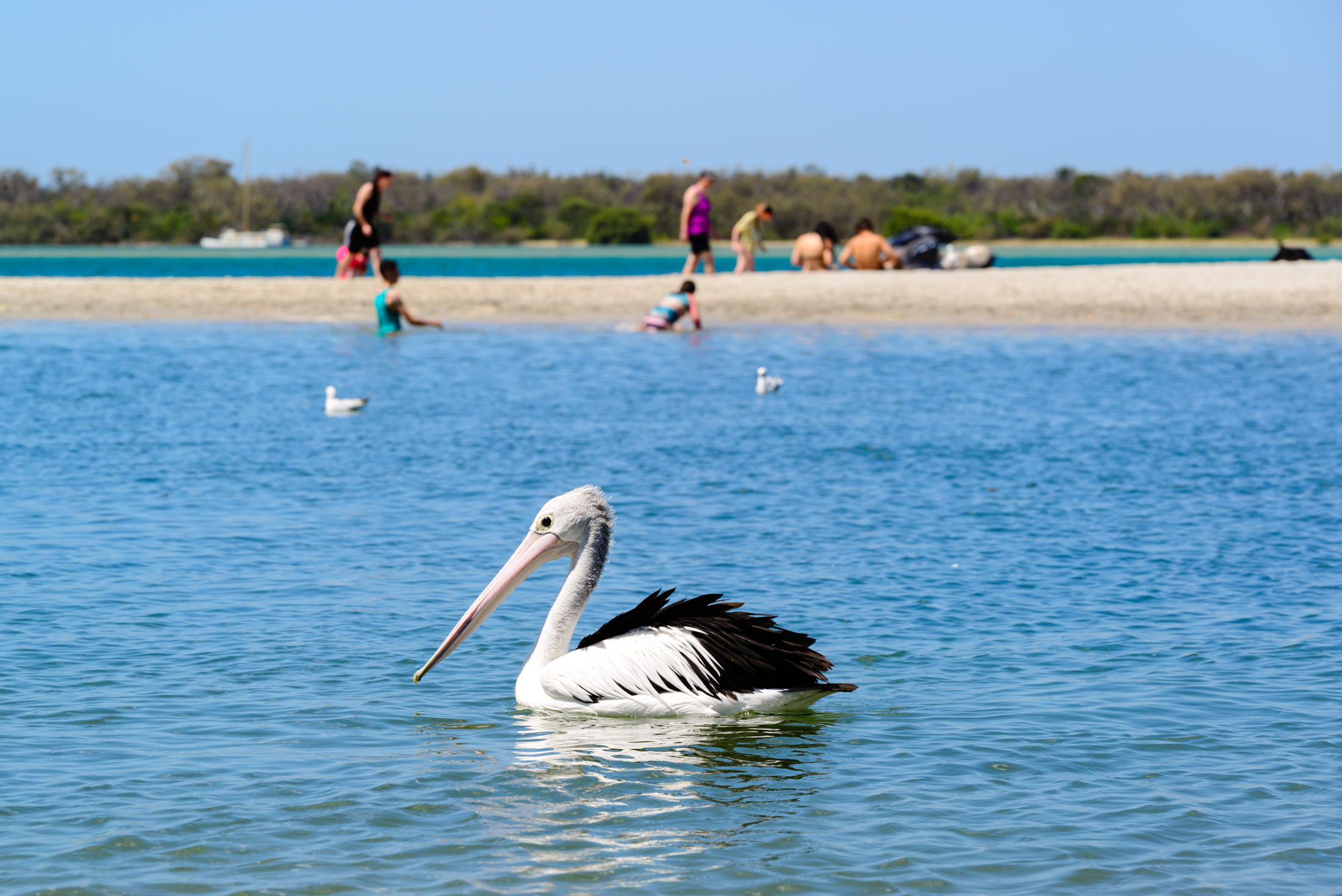 澳洲海边鹈鹕,澳洲黄金海岸鹈鹕