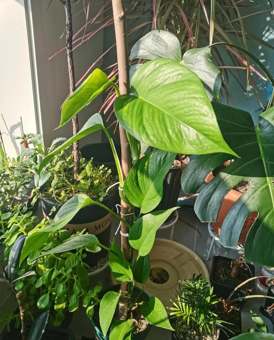 养绿萝小技巧叶子比手掌大,绿萝叶子长得大但不长藤蔓怎么办