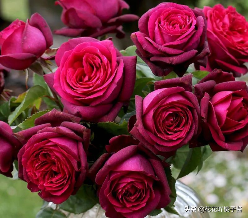 耐阴的月季花品种推荐,抗晒花不散的四季开花月季