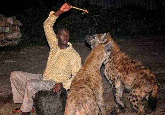 非洲爆发“人狗大战”，斑鬣狗组团袭击人类，为什么要报复我们？