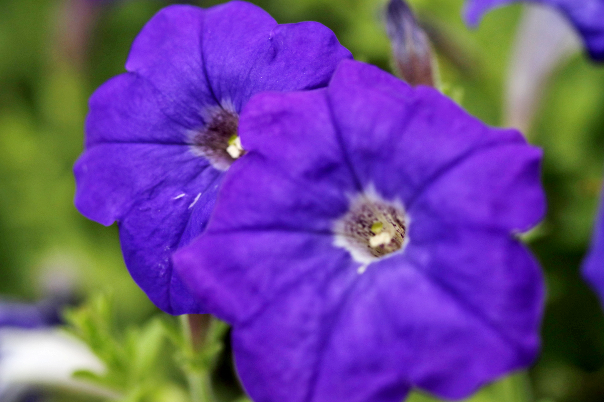 孔融少时让梨视频,孔融小时候是干什么的