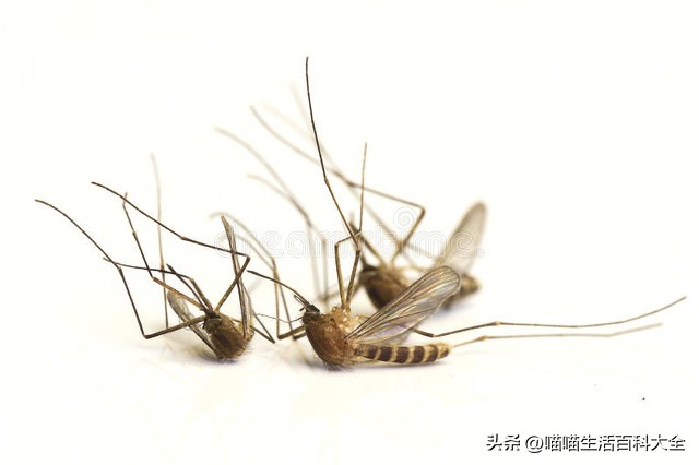 什么方法最有效防止蚊子,蚊子最怕这3种方法