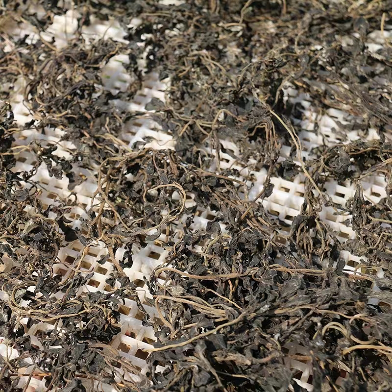 野菜马齿苋能祛痘痘吗,马齿苋五色俱全的野菜