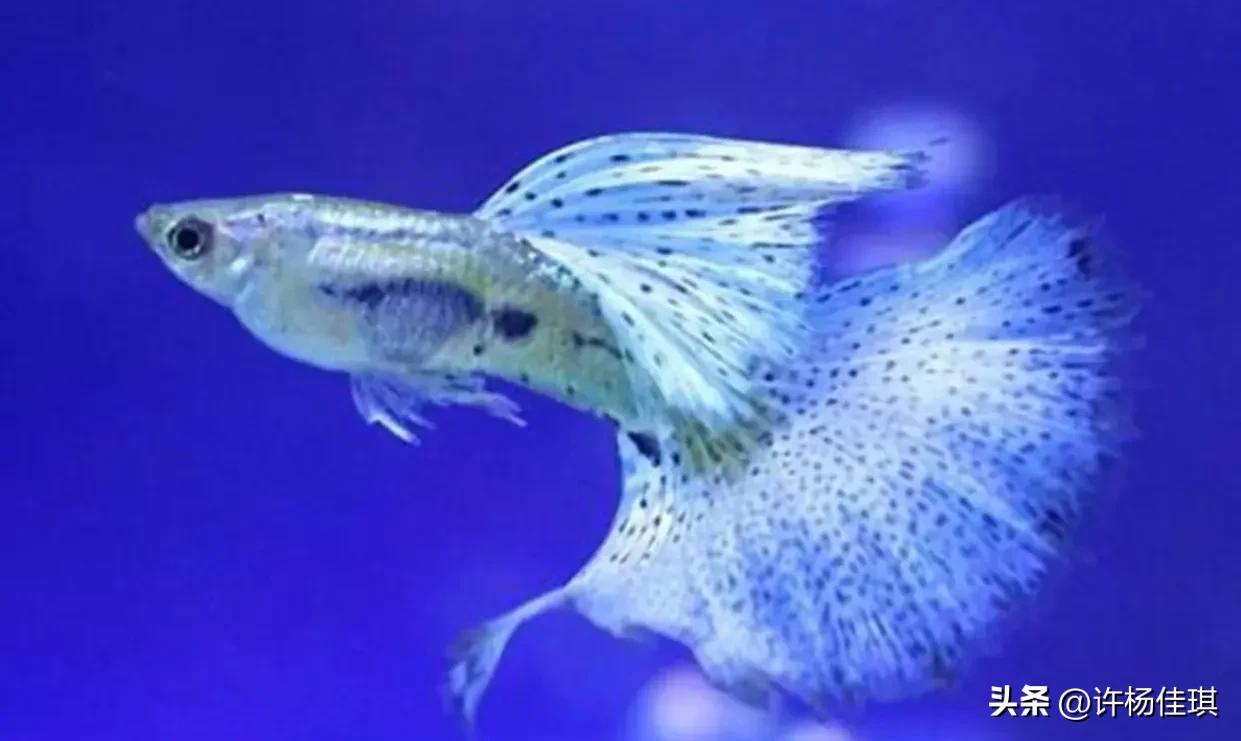 孔雀鱼品种详细介绍大全附图,最能繁殖的孔雀鱼是哪种品种