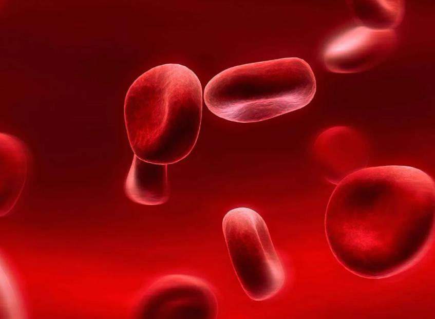 南极冰鱼为什么会苦,南极鱼能在冰天雪地中健康生长