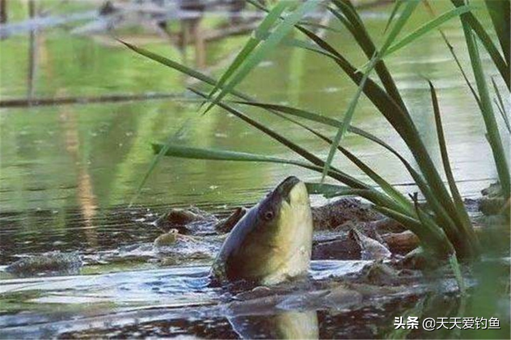 盛夏钓草鱼的正确方法,夏季钓草鱼钓浮