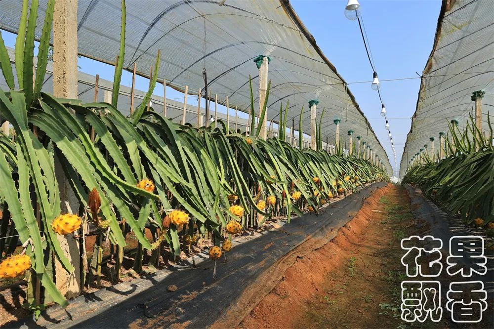 冬季好卖的水果有哪些,比较容易卖的水果有哪些