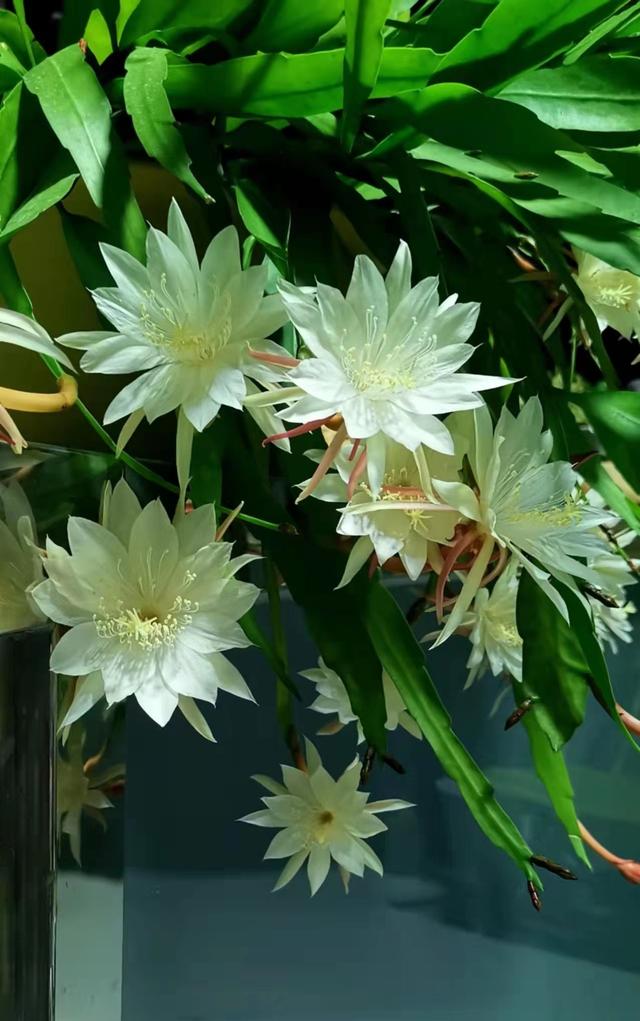 老中医喜欢十大食材,老中医五种食物养生100岁