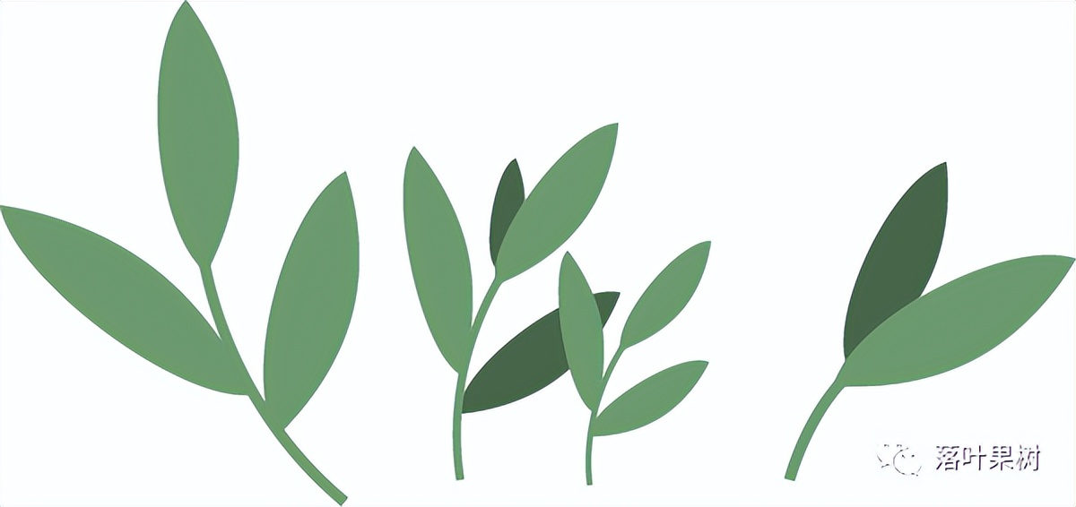 怎样辨别果树花和芽,怎么分辨阳光玫瑰果树