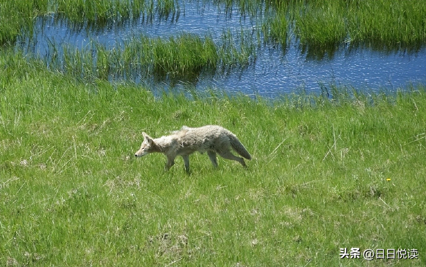 美国黄石国家公园经典风景图片,美国黄石国家公园在地图怎么找