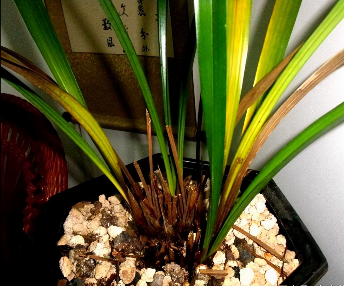 养兰寿不想爆藻怎么办,花兰病害防治方法