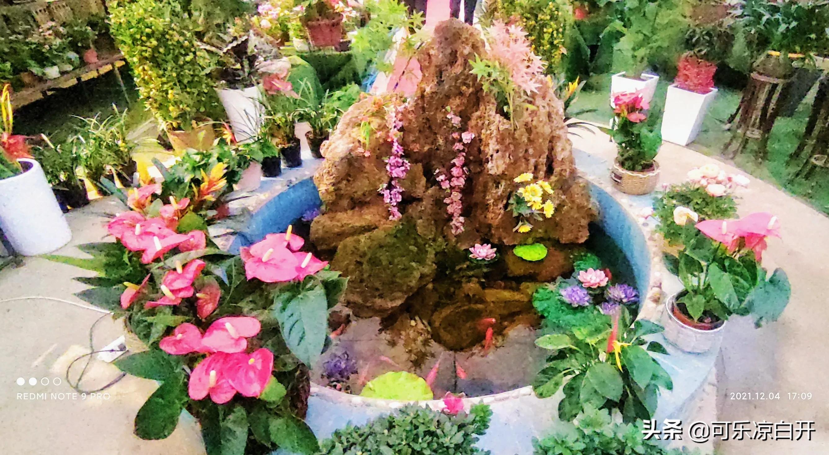 咸阳东风路秦苑花卉市场,咸阳文兴路花卉市场狗市怎么走