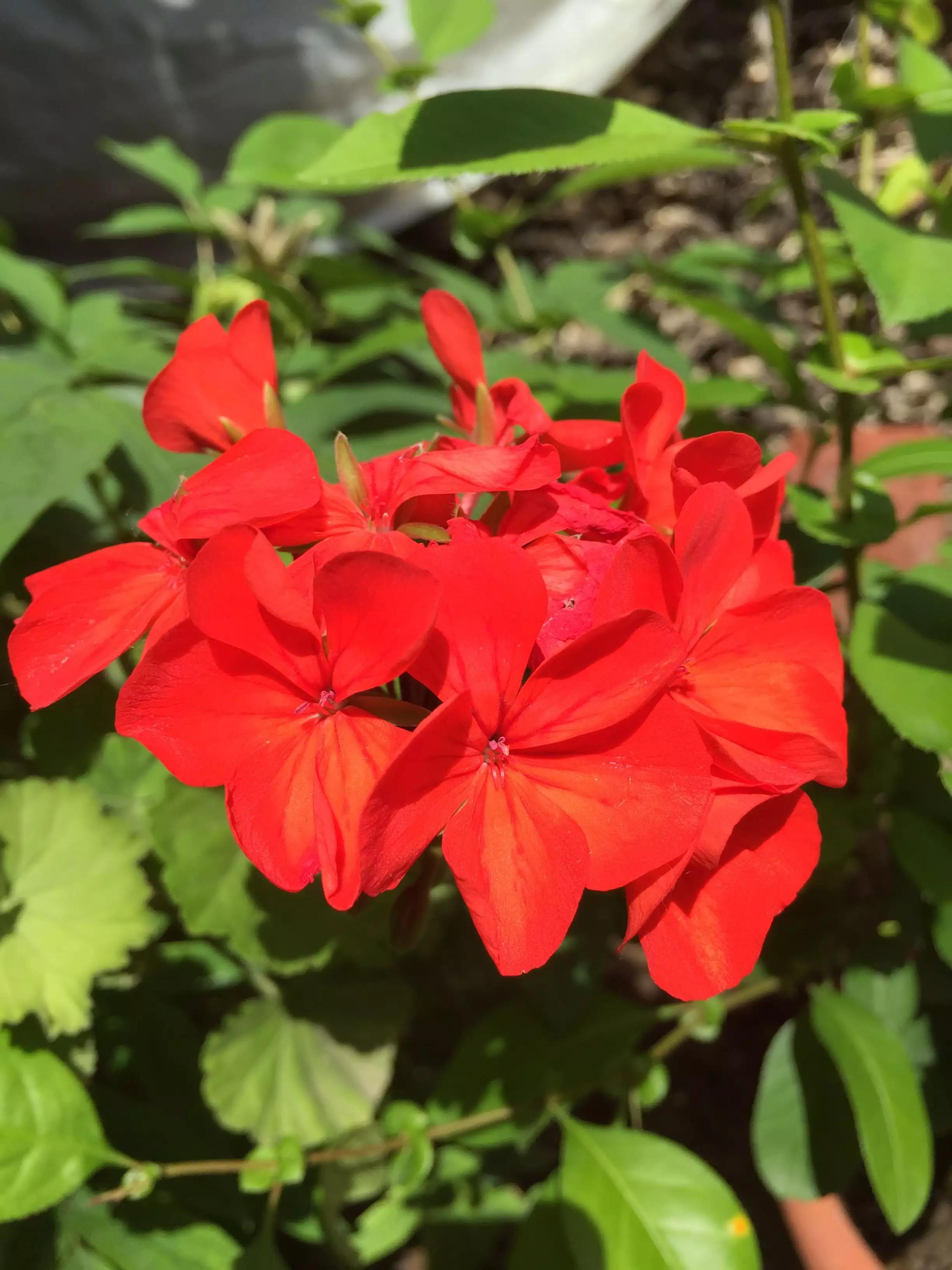 花草种类名称介绍,各种各样的花草名称大全