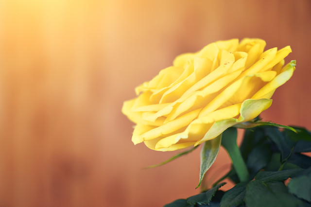 情人节是谁给谁送礼物,情人节过了再送礼物还有意义吗