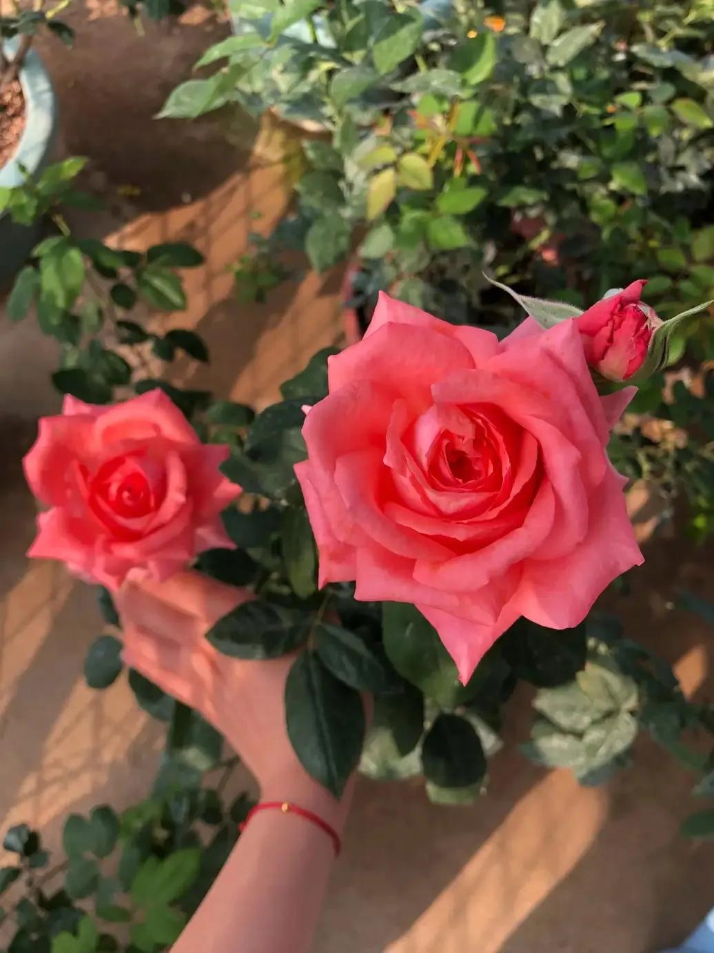 珊瑚果冻月季优缺点,珊瑚果冻月季图片